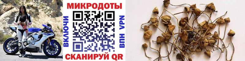 Купить  Очёр  Галлюциногенные грибы прущие грибы 